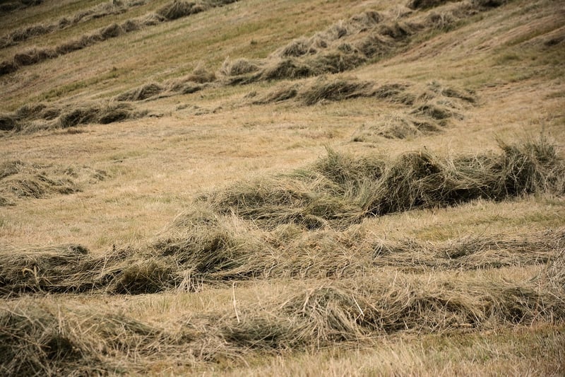 Countryside Landscape