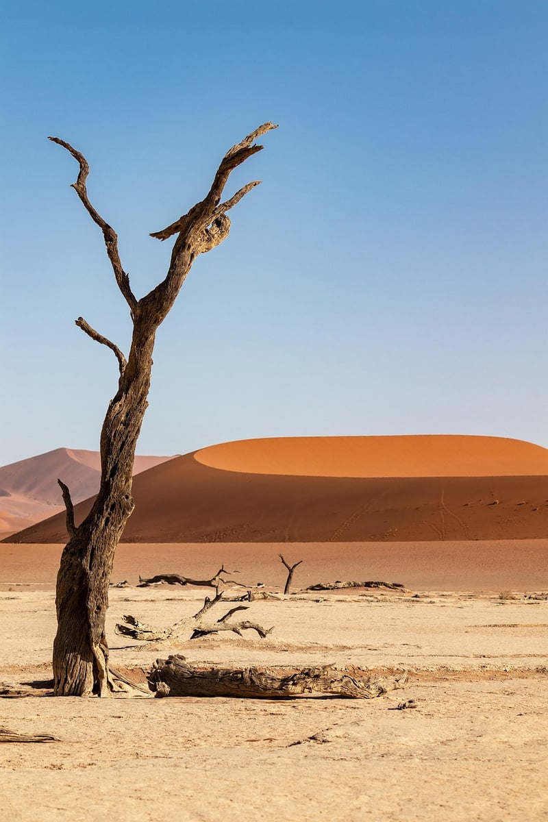 Desert landscape